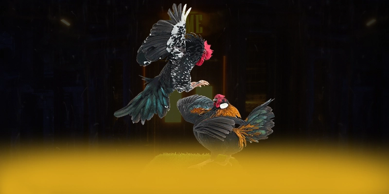 KUWIN - Ứng dụng giải trí có nhiều event hấp dẫn được quan tâm nhất – Khám phá chương trình KUWIN