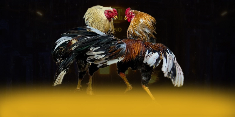 
Cùng trải nghiệm SA88 - Cổng trò chơi có thưởng lớn được giới cược thủ tin tưởng
