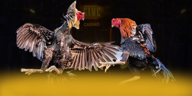 ĐÁ GÀ TRỰC TIẾP - Trang game chuyên nghiệp trên thị trường