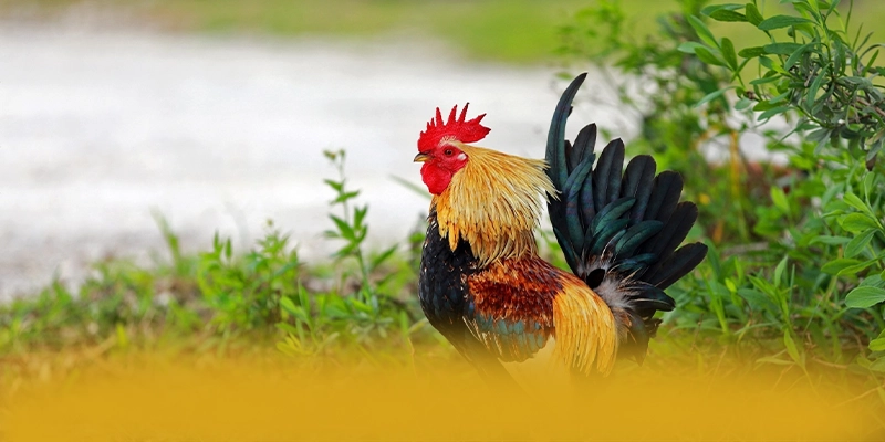 WIN79 - Thương hiệu với chính sách tặng thưởng đẳng cấp được giới cược thủ đánh giá cao – Săn quà và khuyến mãi hot từ WIN79