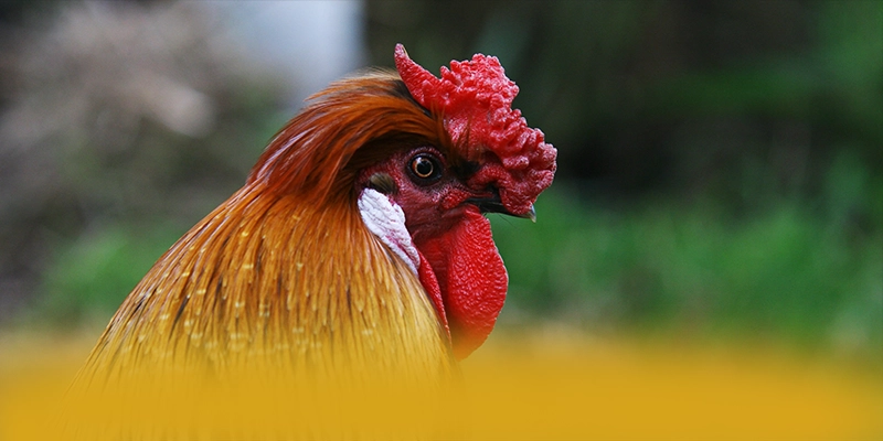 DAGA88 - Sảnh game ổn định trên thị trường DAGA88 - Sảnh game ổn định trên thị trường