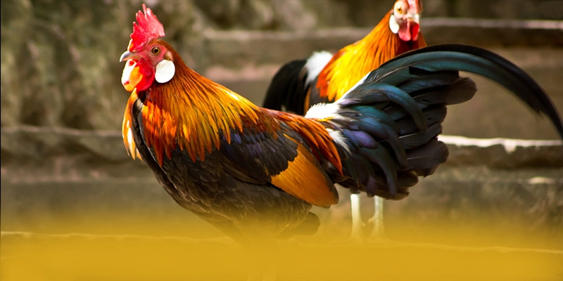 
Tìm hiểu GEM88 - Cổng giải trí phổ biến nhất được cộng đồng đánh giá cao
