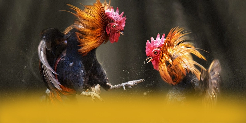 tỷ lệ kèo bóng đá - Sảnh game chất lượng hiện nay