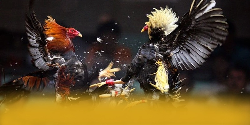 GO8 – Thương hiệu đẳng cấp, khẳng định vị thế hàng đầu tại Việt Nam.