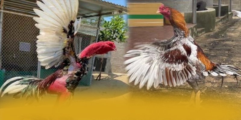 VWIN - Tổng quan đánh giá theo đánh giá từ người dùng.