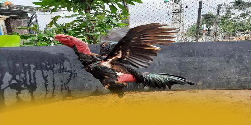 GO8 - Nhà cái đang được quan tâm hàng đầu tại Việt Nam – Khám phá kho trò chơi của GO8