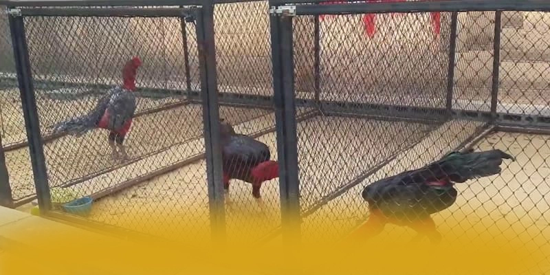 
Cùng trải nghiệm tỷ lệ kèo bóng đá - Cổng giải trí đẳng cấp số 1 Việt Nam
