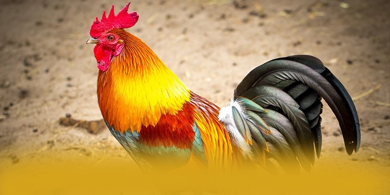 B52 - Nhà cái được yêu thích tại Việt Nam