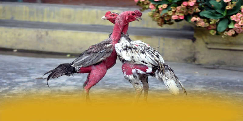 BL555 - Cổng giải trí được yêu thích được giới cược thủ đánh giá cao – Khám phá sự kiện hấp dẫn tại BL555 BL555 - Cổng giải trí được yêu thích được giới cược thủ đánh giá cao – Khám phá sự kiện hấp dẫn tại BL555